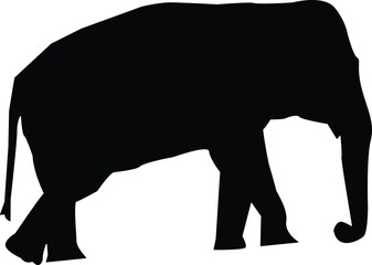 Silhouette of an african elephant walking