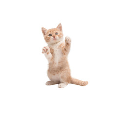 kitten isolated on white background