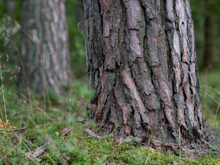 Thick bark on the trunk of an old pine tree. A coniferous forest in a summer setting.