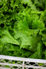 Organic Lettuce at farmers market