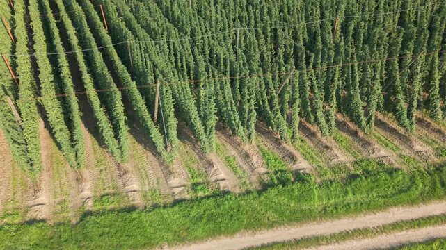 Fly with me along the Bavarian hops fields close to Pfaffenhofen region which is called the Holledau region and which is one of the biggest hops agriculture areas worldwide