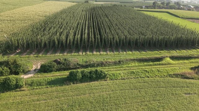 Fly with me along the Bavarian hops fields close to Pfaffenhofen region which is called the Holledau region and which is one of the biggest hops agriculture areas worldwide