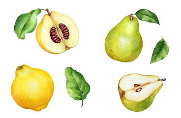Watercolor realistic hand drawn illustrations of yellow quince and green pear fruits