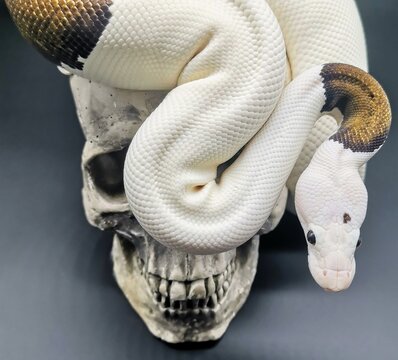 snake with skull