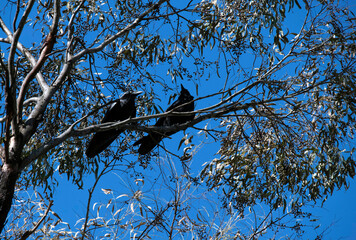 A pair of Australian Ravens (Corvus coronoides)