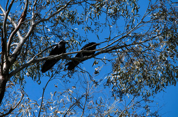A pair of Australian Ravens (Corvus coronoides)