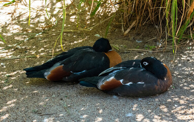 A pair of Australian Shelducks (Tadorna tadornoides)