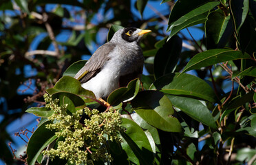 Australian Noisy Miners (Manorina melanocephala)