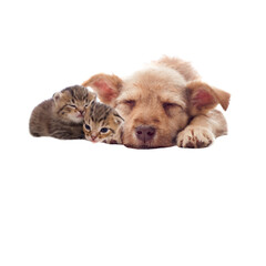 kitten and dog isolated on white background	