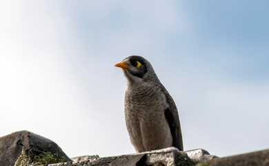 Australian Noisy Miner (Manorina melanocephala)