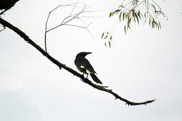 Australian Pied Currawong (Strepera graculina)