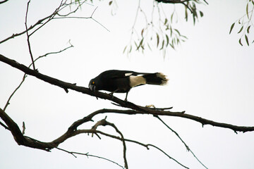 Australian Pied Currawong (Strepera graculina)
