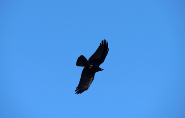 Australian Raven (Corvus coronoides) in flight