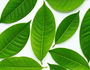 Fresh green leaves arranged on white background (1)