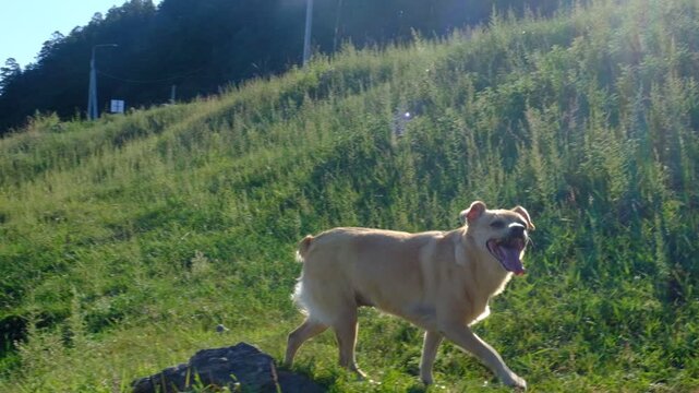 Happy smiling dog. Walking, traveling, enjoy.  Pets outdoors and lifestyle. Humor