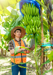 A handsome young farmer inspects his organic banana plantation, using modern technology to increase...