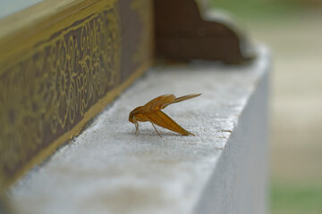 close up of green hawkmoth (pergesa acteus)