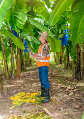 A handsome young farmer inspects his organic banana plantation, using modern technology to increase...