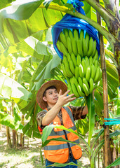 A handsome young farmer inspects his organic banana plantation, using modern technology to increase...