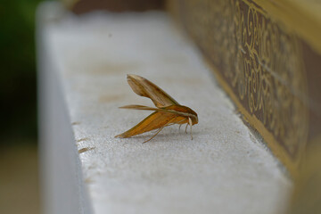 close up of green hawkmoth (pergesa acteus)
