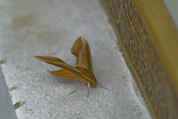 close up of green hawkmoth (pergesa acteus)