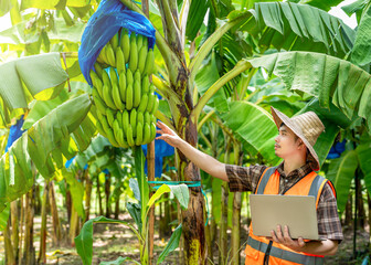 A handsome young farmer inspects his organic banana plantation, using modern technology to increase...