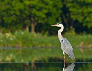 Fototapeta premium Heron standing in calm water, lush green background