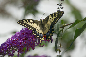 Old World Swallowtail or common yellow swallowtail (Papilio machaon) sitting on summer lilac in Zurich, Switzerland
