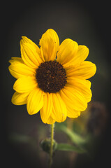 Closeup of a giant sunflower