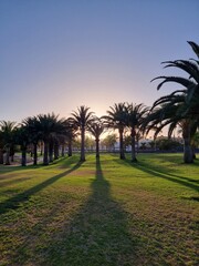 Obraz premium palm trees at sunset