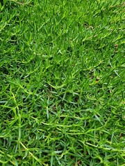 fresh green grass