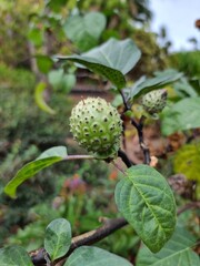 fruit on tree
