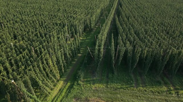 Fly with me along the Bavarian hops fields close to Pfaffenhofen region which is called the Holledau region and which is one of the biggest hops agriculture areas worldwide