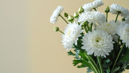 White chrysanthemum flowers in full bloom with green leaves on a soft beige background