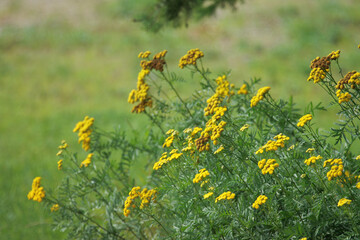 Obraz premium yellow flowers in the grass