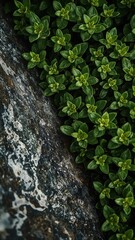 Close-up of vibrant green foliage growing beside a textured rock surface in natural light