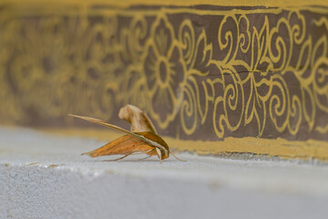 close up of green hawkmoth (pergesa acteus)