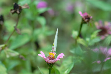 butterfly (cabbage white) on pink zinnia flower on bokeh effect back ground, Front-facing macro shot