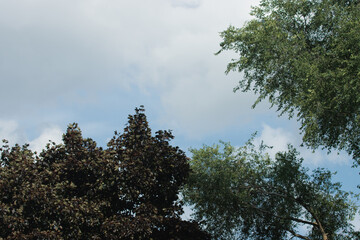 tree and sky