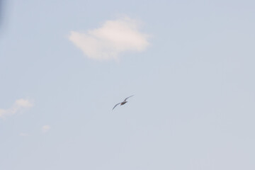 bird in flight with a cloud and blue sky