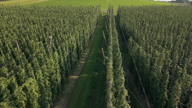 Fly with me along the Bavarian hops fields close to Pfaffenhofen region which is called the Holledau region and which is one of the biggest hops agriculture areas worldwide