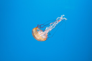 underwater photography jellyfish Chrysaora fuscescens, Pacific sea nettle, West Coast sea nettle