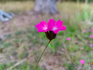 A small pink flower in the middle of a grassy field
