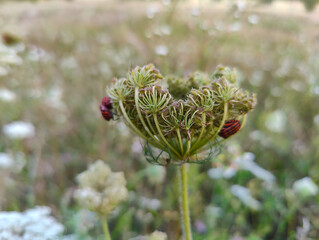 A couple of bugs sitting on top of a flower in a field
