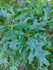 A close up of a tree branch with green leaves