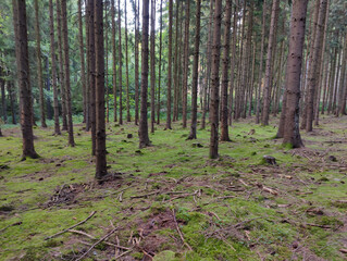 A forest filled with lots of tall pine trees covered in green moss