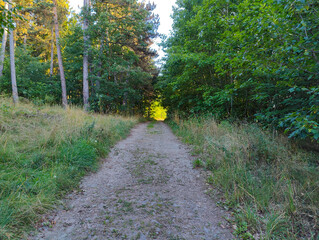 A dirt path in the middle of a wooded area with trees and grass