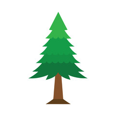 christmas tree on white background, forest tree