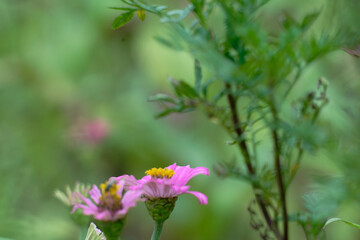 butterfly (cabbage white) on pink zinnia flower on bokeh effect back ground