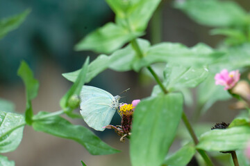 butterfly (cabbage white) on pink zinnia flower on bokeh effect back ground